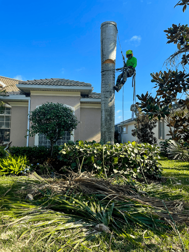 A Chapin Tree Climber employee climbing down following a tree removal service