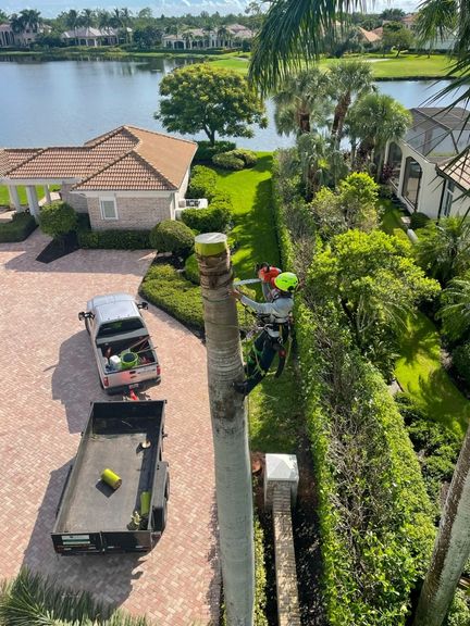 Chapin Tree Service Tree Climbers Naples