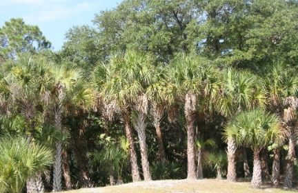 Palm Crown Maintenance