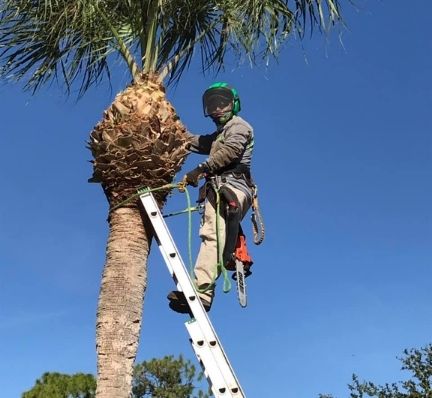 Professional Free Climber near me