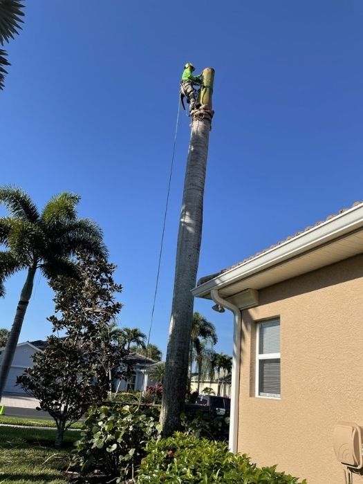 Professional Tree Climber Bonita Springs, FL