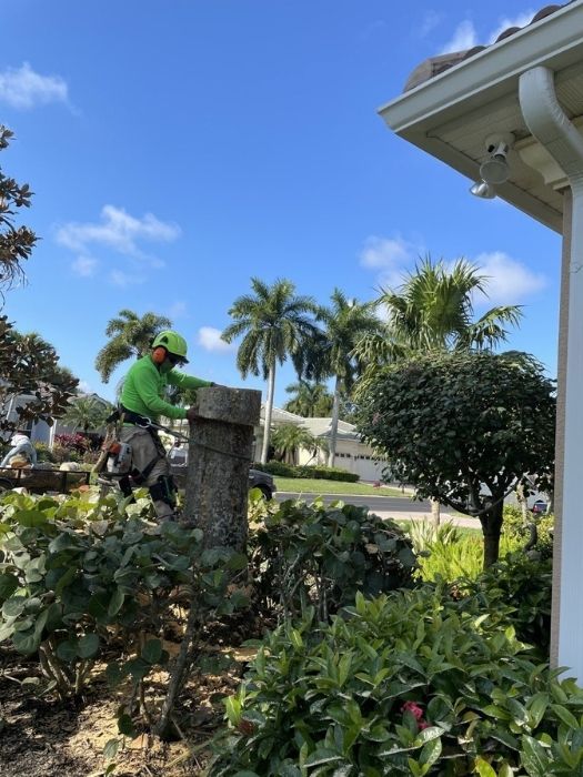 Professional Tree Climber Estero, FL