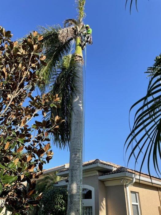 Professional Tree Climber Ft Myers, FL