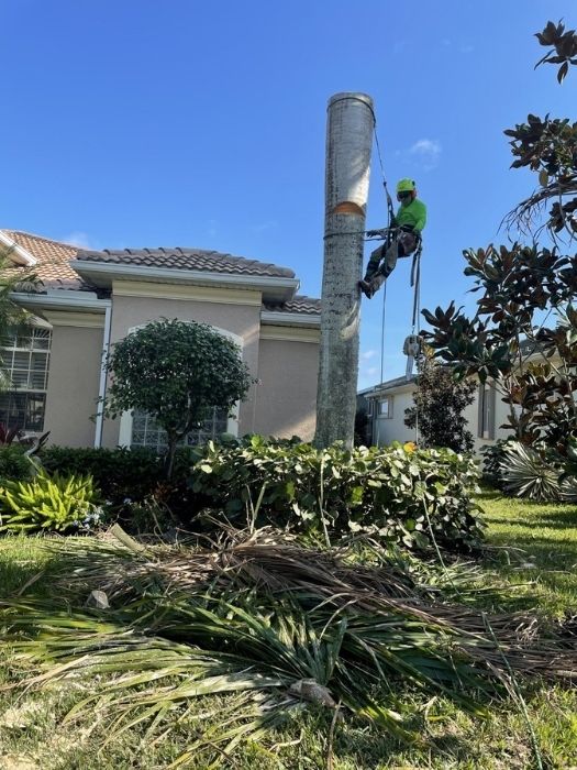 Professional Tree Climber Marco Island, FL