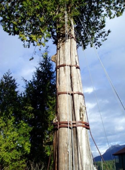 Tree Brace - Trunk (1)