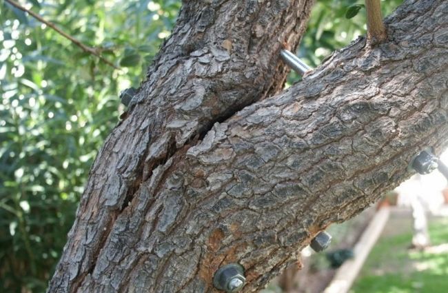 Tree Bracing Naples, FL (2)