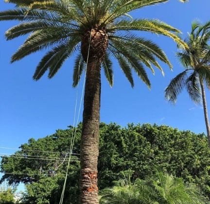 A large palm tree that has been cabled to provide extra support