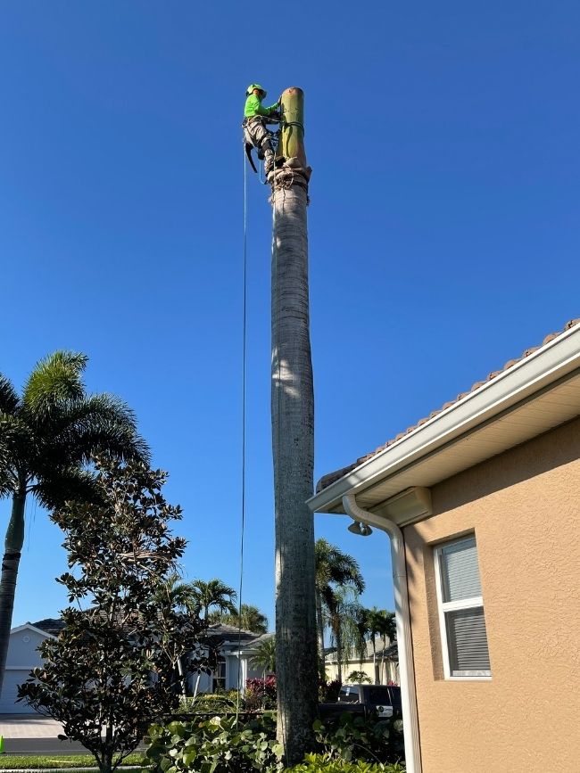 Tree Climber Fort Myers