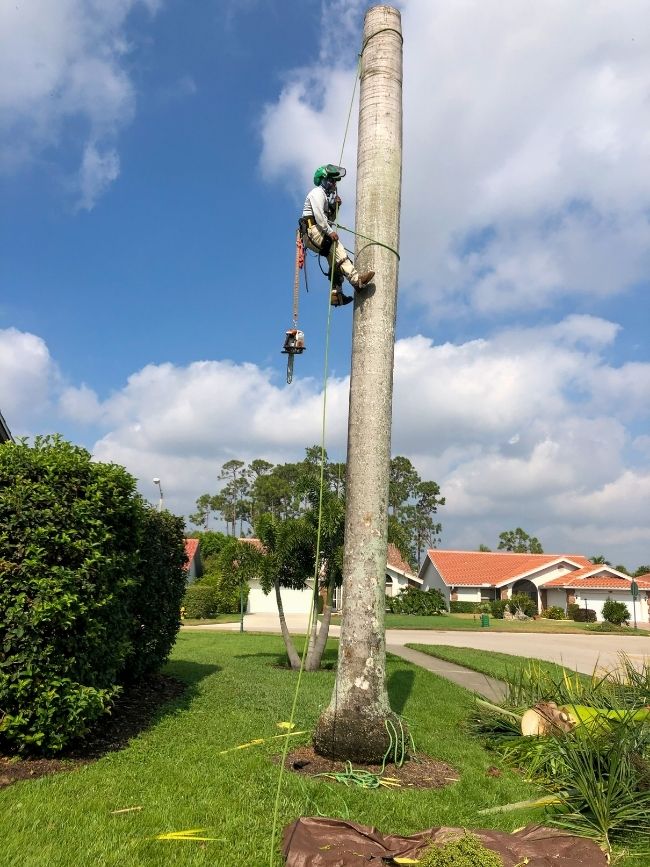Tree Removal Fort Myers