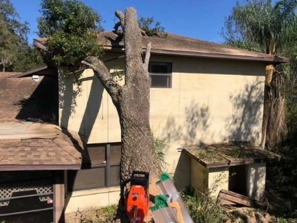 A tree has that has fallen against a home and will now have to be removed