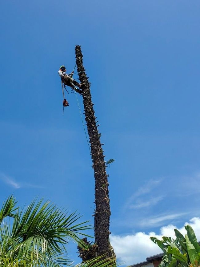 A Chapin Tree Climber employee using safety gear to climb a very tall palm tree to prune the tree.