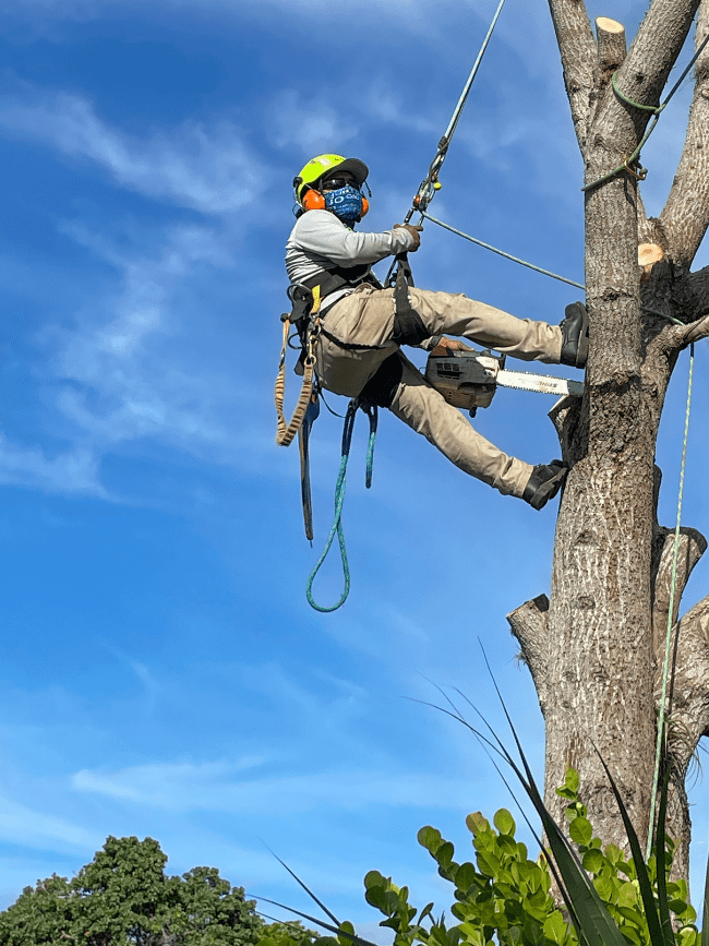 Tree Trimming Fort Myers